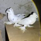 حمام تركي ماشاءالله