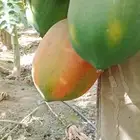 (عمبروت) بابايا