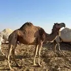 ناقه ضروب وطيبه وجرمها طيب سنها رابع