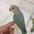 صوره قديمه طير روز عمره سنه ونص هدد مزاجي