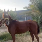 فرس شعبية للبيع