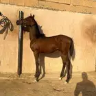 مهر شعبي