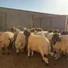 نعيم هرفي وسط وكبير ونجدي وحري وتيس يوجد خدمة تابي وتمارا