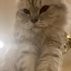 قطوه للتبني عمرها سنه طالبه تزاوج