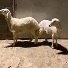 تم البيع