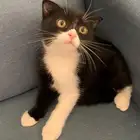 قطط سكوتش للتبني