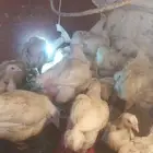 دجاج لاحم الوزن 1 كيلو واكثر