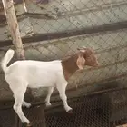 تيس هجين بورقوت على محايلي
