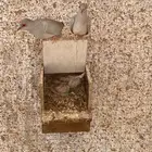 يمام الماسي