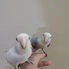 جوز روز مع فرخين