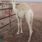 قعود للبيع  ..