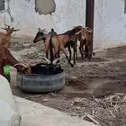 غنم للبيع