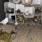 حمام بكستاني