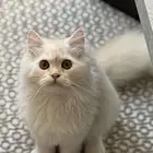 قطة لتبني الجبيل