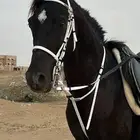 للبيع حصان ادهم