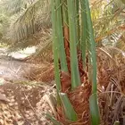 نخيل للبيع سكري صقعي حلوه