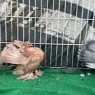 جوز طبات كرانقو
