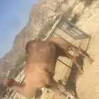 مطلوب بعير ساحلي