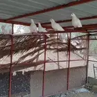 للبيع حمام فرنسي جامبو عدد 50 جوز