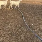 جفار بيشيه من حلال عمر العكفي