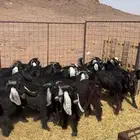 تيوس مخاصي