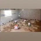 سمان بياض - سمان صغير - دجاج كبير - دجاج صغير