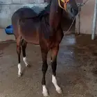 3 امهار واهو للبيع