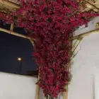 اشجار زيتون اشجار جهنمية