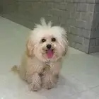 كلب بودل