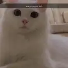 قطط لتبني مجانا