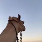 قعود طابع شرط طابع شداد شرط