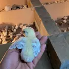 صوص بلدي للبيع