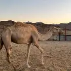 للبيع ناقه معزول ولدها
