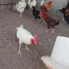 ديكه ( ديوك)