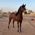 حصان شعبي شيخ للبيع العمر سنتين سليم شرط ارتفاع147-150