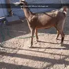 معزاء للبيع