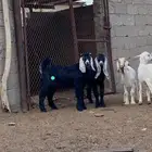 تيس للبيع