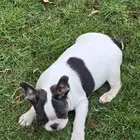 فرنش بول دوغ French bulldog tricolor