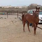 فرس واهو