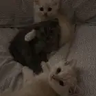سكوتش فولد
