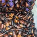 غذاء للزواحف والطيور دود عتل وقبابي و دوبيا ومدغشقر