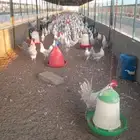 بيض مخصب دجاج فيومي المنيوم
