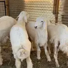 هرفي حري وطلي نعيمي