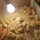 سمان تاكسس العملاق