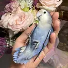 للبيع ببغاء الروز أليف مناسب للأطفال