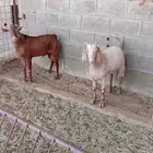 تيوس جذعان مخاصي فل شحم ولحم للبيع بسوق الجربوع