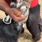 عند رباع حليب طيبه