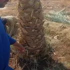 نخيل مثمر للبيع نخل مثمر