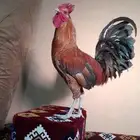 ديك هندي شرط