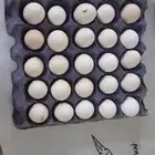 بيض دجاج بلدي مخصب الموقع كرا لا يوجد توصيل